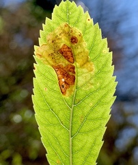 Agromyza valdorensis