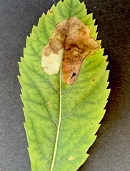 Agromyza valdorensis