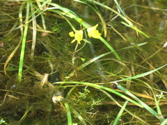 Utricularia macrorhiza image