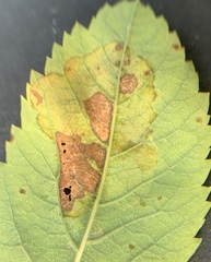 Agromyza valdorensis