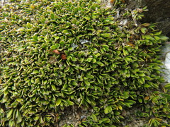 Coprosma petriei