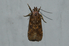 Helcystogramma melantherella