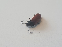 Omophlus syriacus