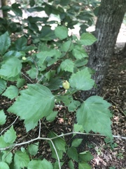 Crataegus intricata