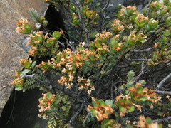 Pimelea traversii
