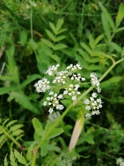 Sium latifolium