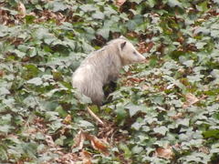 Didelphis virginiana