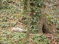 Didelphis virginiana