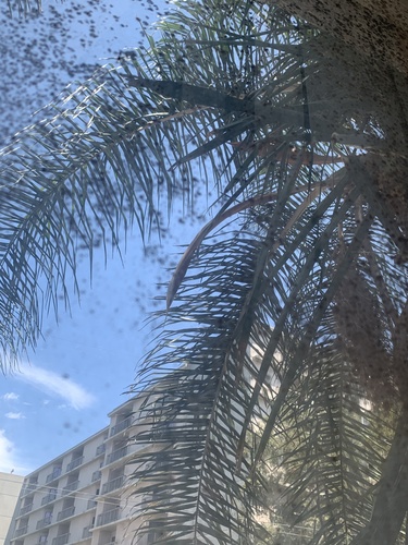 photo of Palms (Arecaceae)
