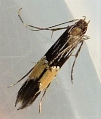 Cosmopterix macrula