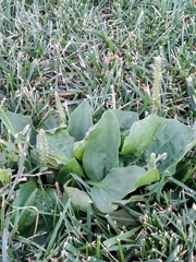 Plantago major