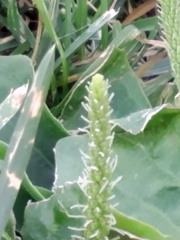 Plantago major