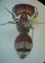 Myrmilloides grandiceps