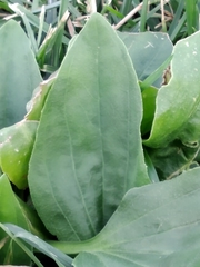 Plantago major