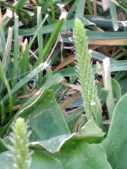 Plantago major