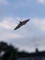 Eupithecia tripunctaria