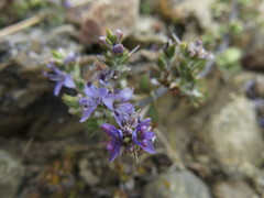 Veronica pimeleoides pimeleoides