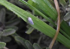 Graphocephala marathonensis