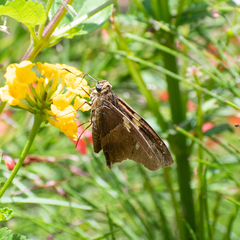 Aguna asander asander