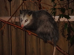 Didelphis virginiana