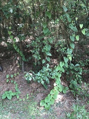 Dioscorea bulbifera