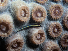 Elacatinus cayman