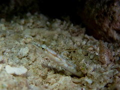 Chaenopsis limbaughi