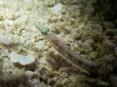 Chaenopsis limbaughi