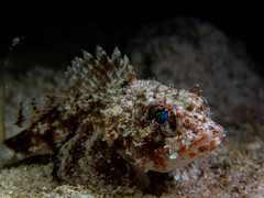 Mushroom Scorpionfish photo 3