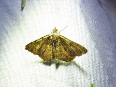 Digrammia gnophosaria