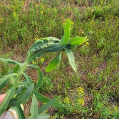 Lobesia euphorbiana