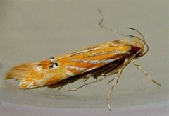 Labdia chryselectra