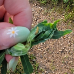 Lobesia euphorbiana