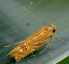 Labdia chryselectra