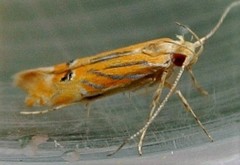 Labdia chryselectra