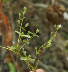 Veronica anagalloides