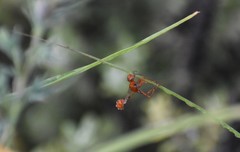 Ammophila wrightii