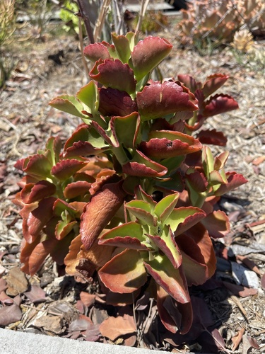 photo of Paddle Plant (Kalanchoe thyrsiflora)