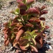 photo of Paddle Plant (Kalanchoe thyrsiflora)