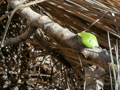 Hyla intermedia perrini