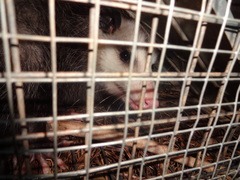 Didelphis virginiana