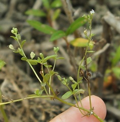 Veronica anagalloides