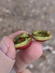 Contarinia virginianiae