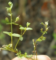 Veronica anagalloides