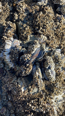 Semibalanus cariosus