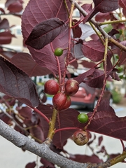 Contarinia virginianiae