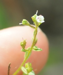 Veronica anagalloides