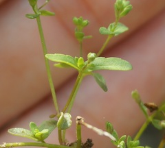 Veronica anagalloides