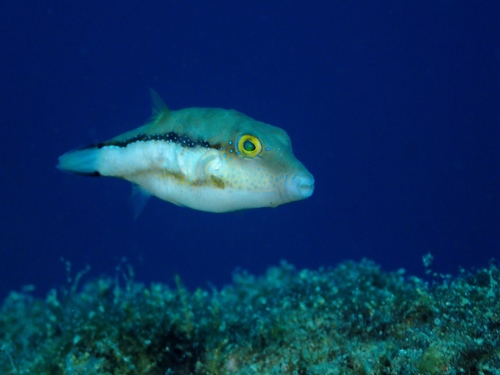Macaronesian Toby