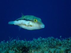 Canthigaster capistrata